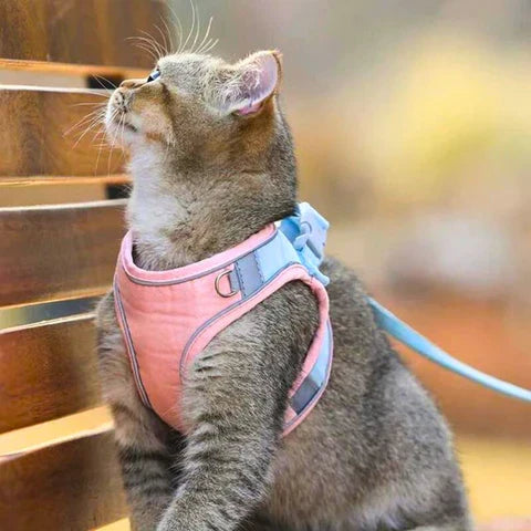 Comfortable and secure cat harness - Ideal for outings 